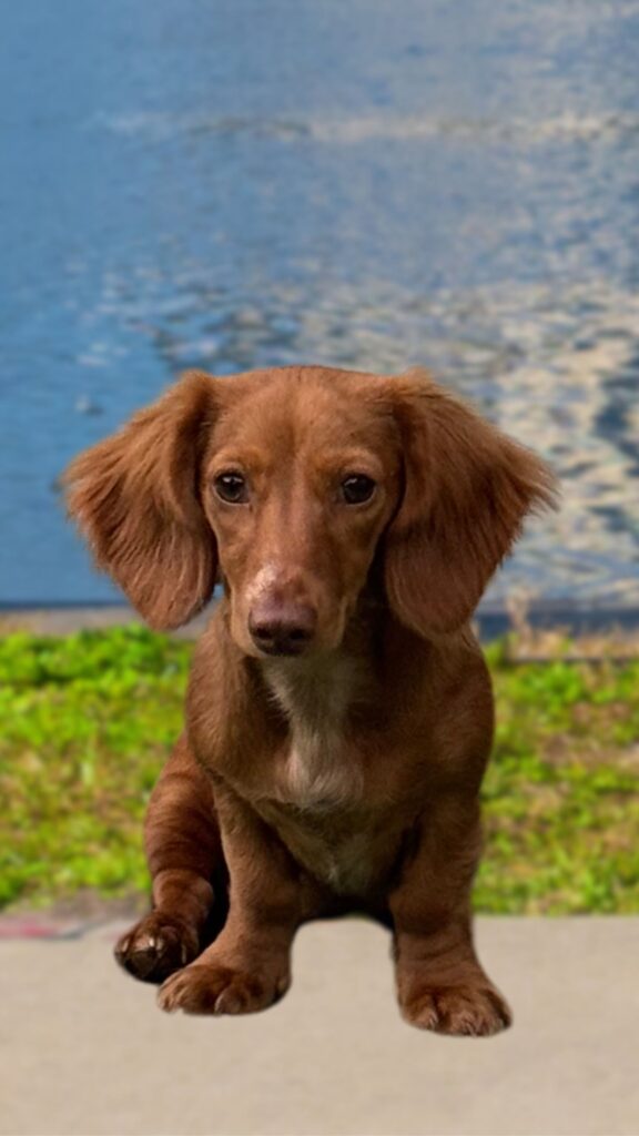Penny | The Tenpenny Mascot